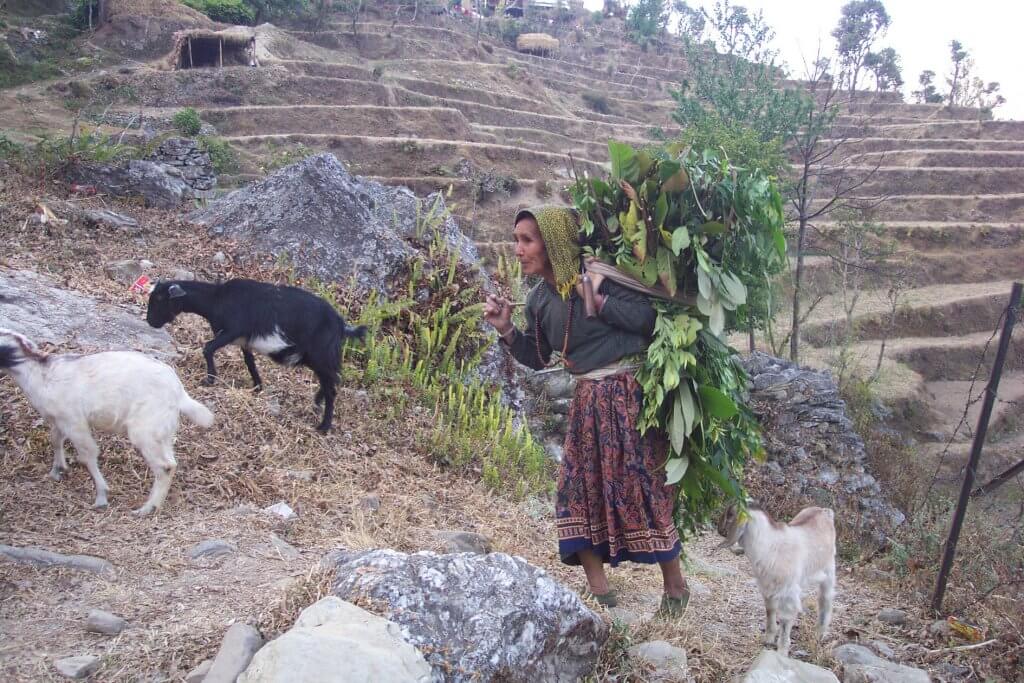 A women carrying various leafy branches walks up a path beside bare terraced fields, her goats following beside her.