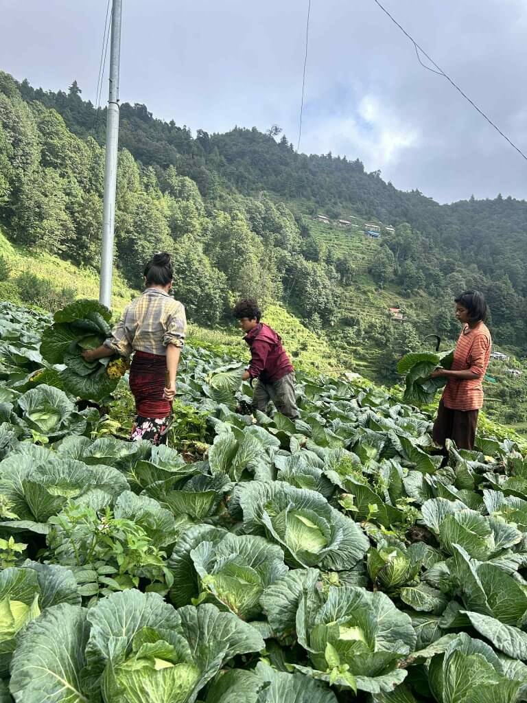 Three young farmers are working on a sloping hill planted with cabbages. Nearby is a tall new metal pole for the simple wire that brings electricity to Malagiri homes. In the distance high up the hill are tall trees and homes.