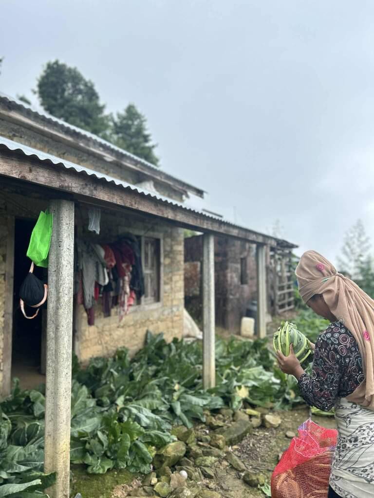 Harvested cauliflowers are on the ground beside the front of a one story home which has a slopped corrugated roof. The farmer has trimmed the leaves away from one cauliflower ready to pack it.