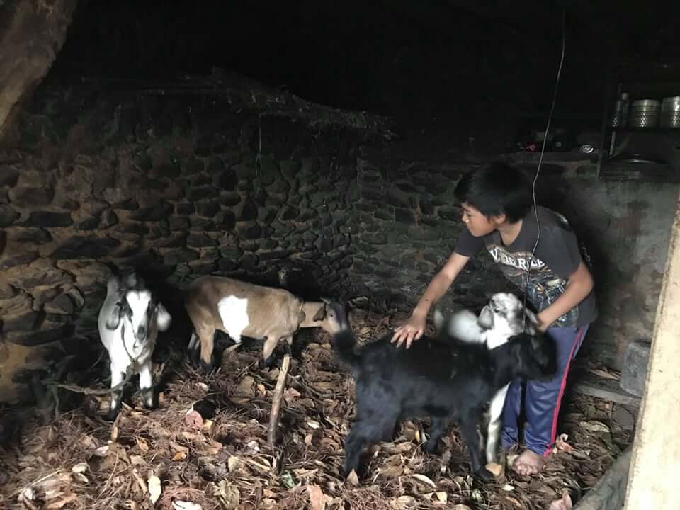 A young boy strokes the family goats in the animal area of the home. Light comes to the dark windowless space from an open doorway. The walls are constructed from carefully matched local stones.