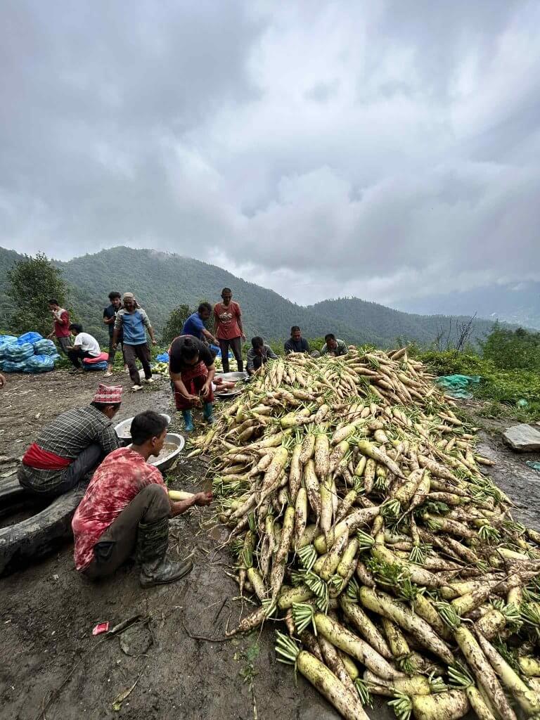 A group of farming families work together beside bowls of water, sacks for packing and a heap of freshly harvested radish.